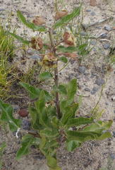 Pachycarpus dealbatus