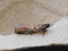 Acrobasis sodalella