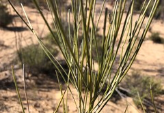 Grevillea pterosperma