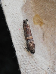 Acrobasis sodalella