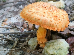 Agaricus trisulphuratus