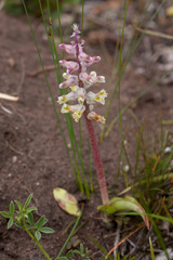 Lachenalia variegata