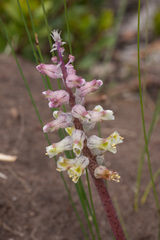 Lachenalia variegata