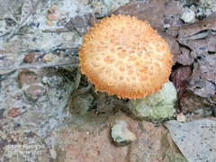 Agaricus trisulphuratus