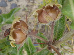 Pachycarpus dealbatus