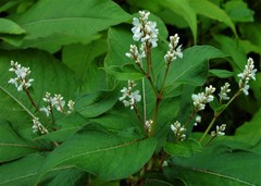 Koenigia polystachya