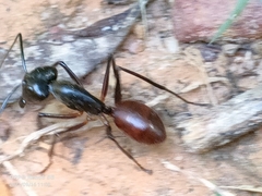 Dinomyrmex gigas