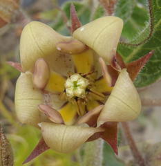 Pachycarpus dealbatus