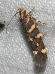 Macrobathra myriophthalma