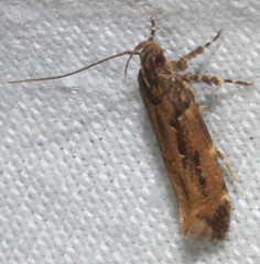Macrobathra nephelomorpha