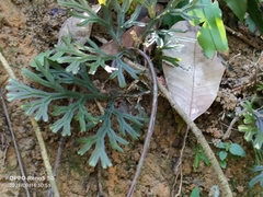 Selaginella willdenowii
