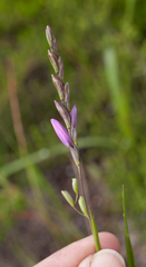 Ixia flexuosa