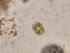 Euastrum elegans