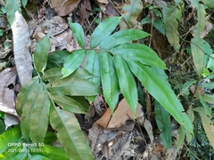 Blechnum finlaysonianum