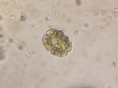 Euastrum elegans