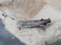 Pempelia palumbella