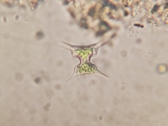 Staurodesmus extensus