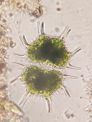 Xanthidium cristatum