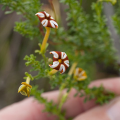 Jamesbrittenia albomarginata