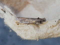 Pempelia palumbella