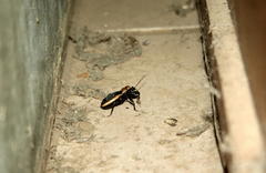 Ectrichodia crux