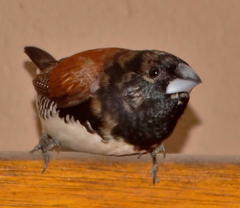 Spermestes bicolor nigriceps