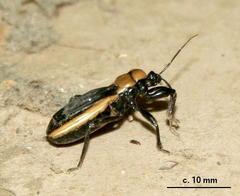 Ectrichodia crux
