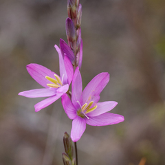 Ixia flexuosa