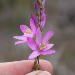 Ixia flexuosa