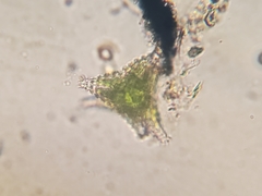 Staurastrum oxyacanthum