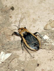 Ectrichodia crux