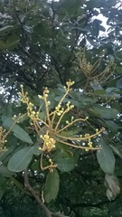 Sapindus emarginatus