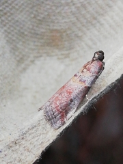 Acrobasis sodalella