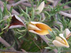 Aspalathus juniperina juniperina