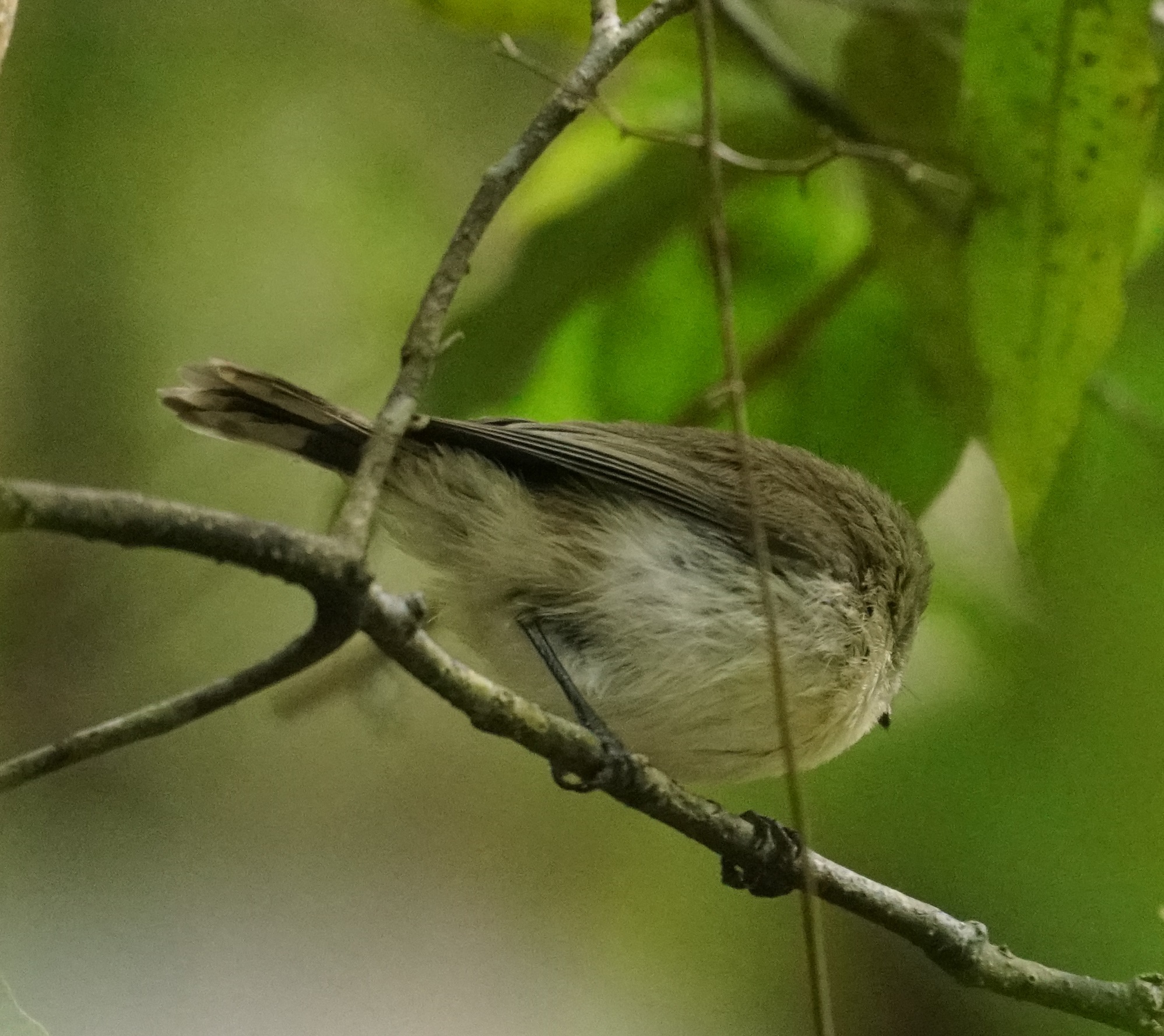 Mountain Thornbill (Acanthiza katherina), photo 6