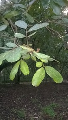 Sapindus emarginatus