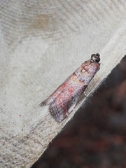 Acrobasis sodalella