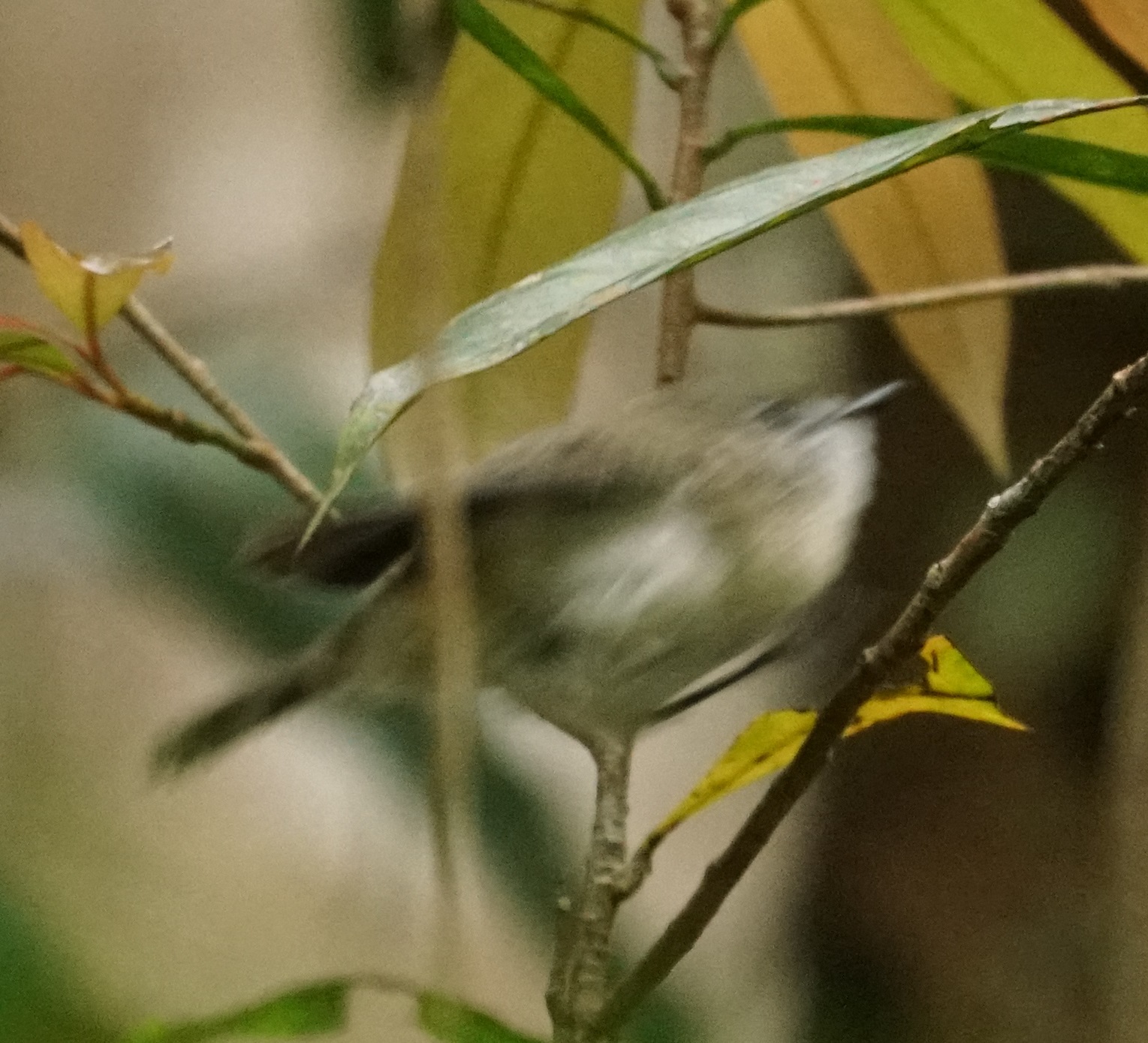 Mountain Thornbill (Acanthiza katherina), photo 7