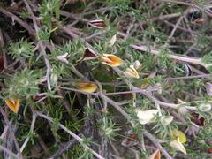 Aspalathus juniperina juniperina