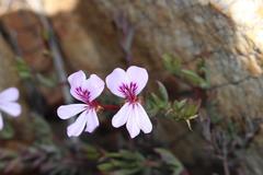 Pelargonium laevigatum