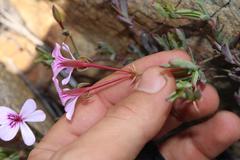Pelargonium laevigatum