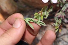 Pelargonium laevigatum