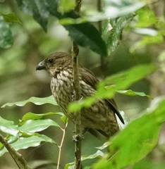 Scenopoeetes dentirostris