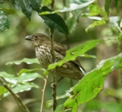 Scenopoeetes dentirostris