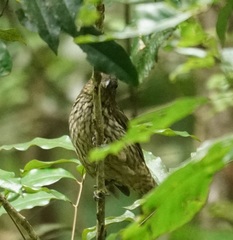 Scenopoeetes dentirostris