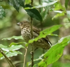 Scenopoeetes dentirostris