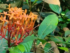 Ixora javanica