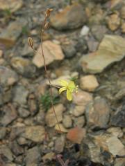 Bulbine favosa
