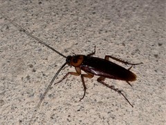 Periplaneta americana