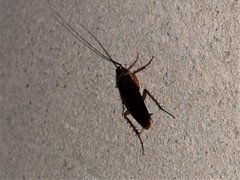 Periplaneta americana